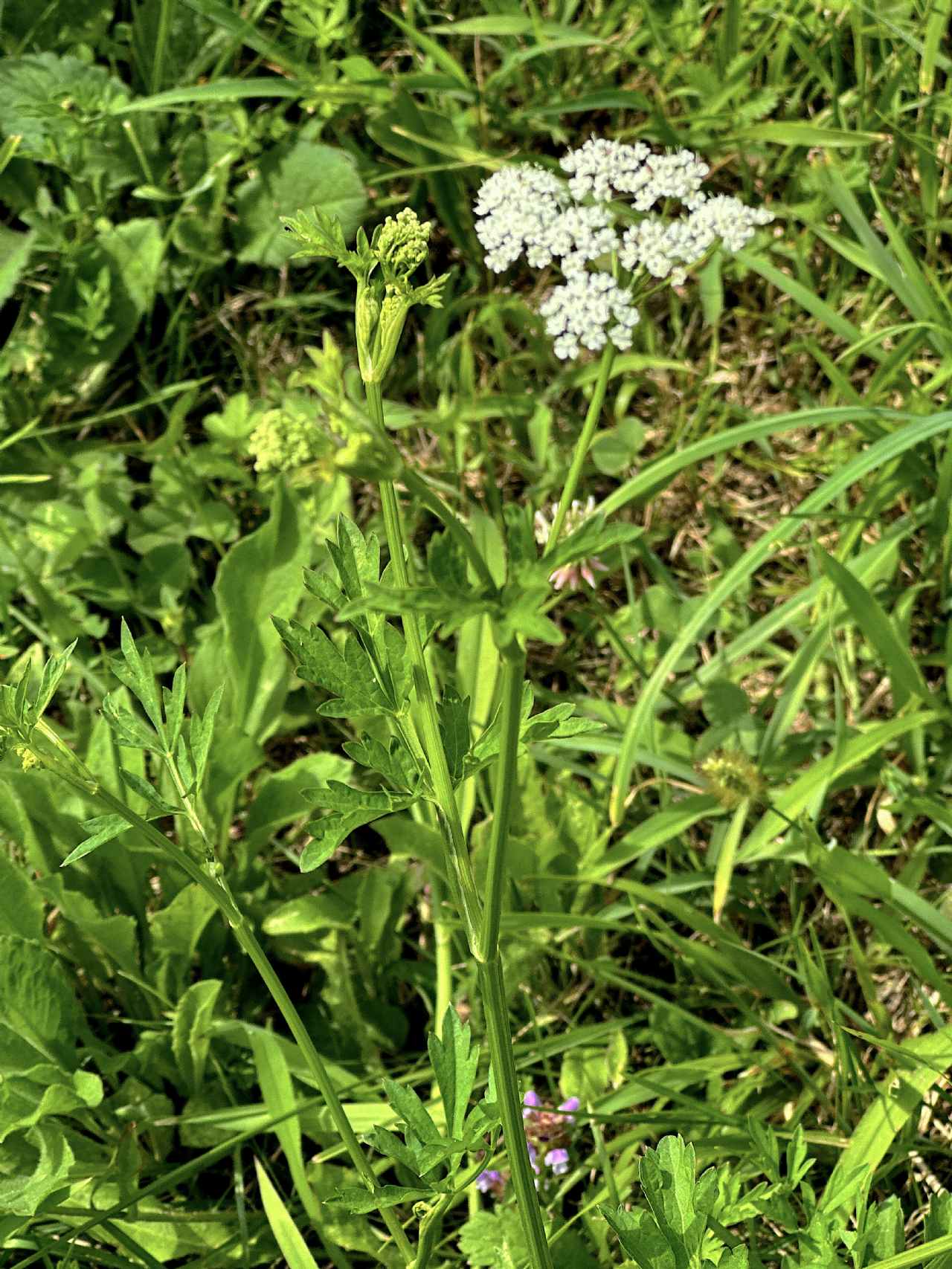 Apiacea da determinare